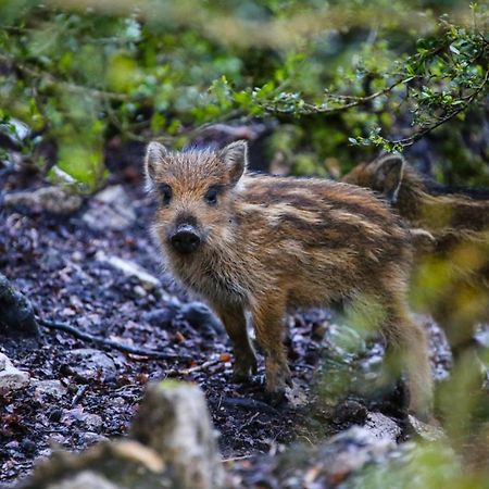 Le Refuge Des Marmottes Βίλα Saint-Laurent-du-Jura Εξωτερικό φωτογραφία