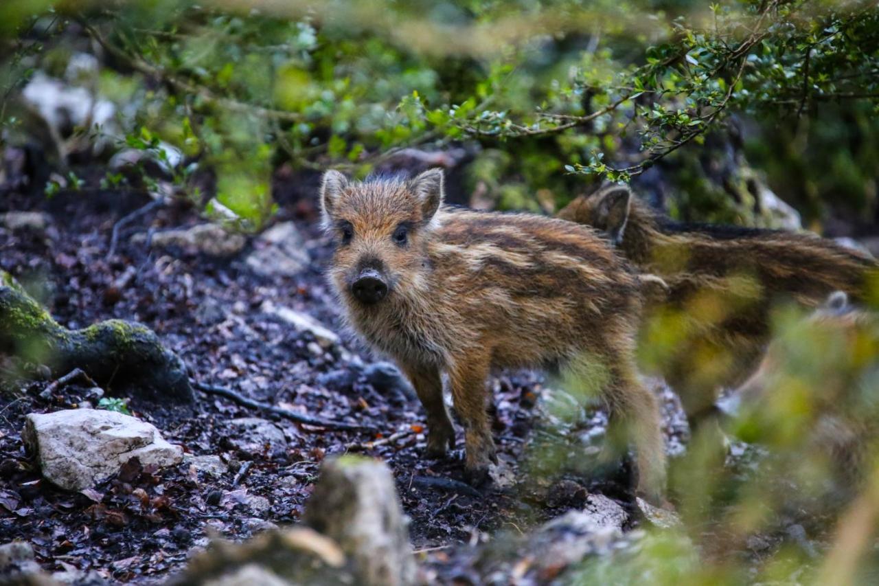 Le Refuge Des Marmottes Βίλα Saint-Laurent-du-Jura Εξωτερικό φωτογραφία